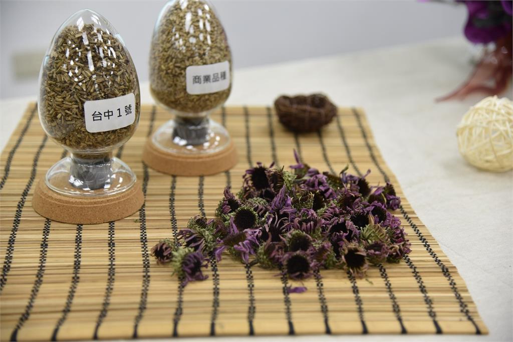 國內育成第一個紫錐菊新品種 台中1號搶佔9成保健原料市場