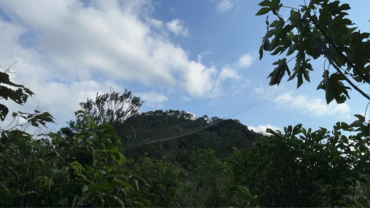 快新聞／擄鴿集團架網釀保育類黑鳶喪命　基隆警逮2嫌法辦