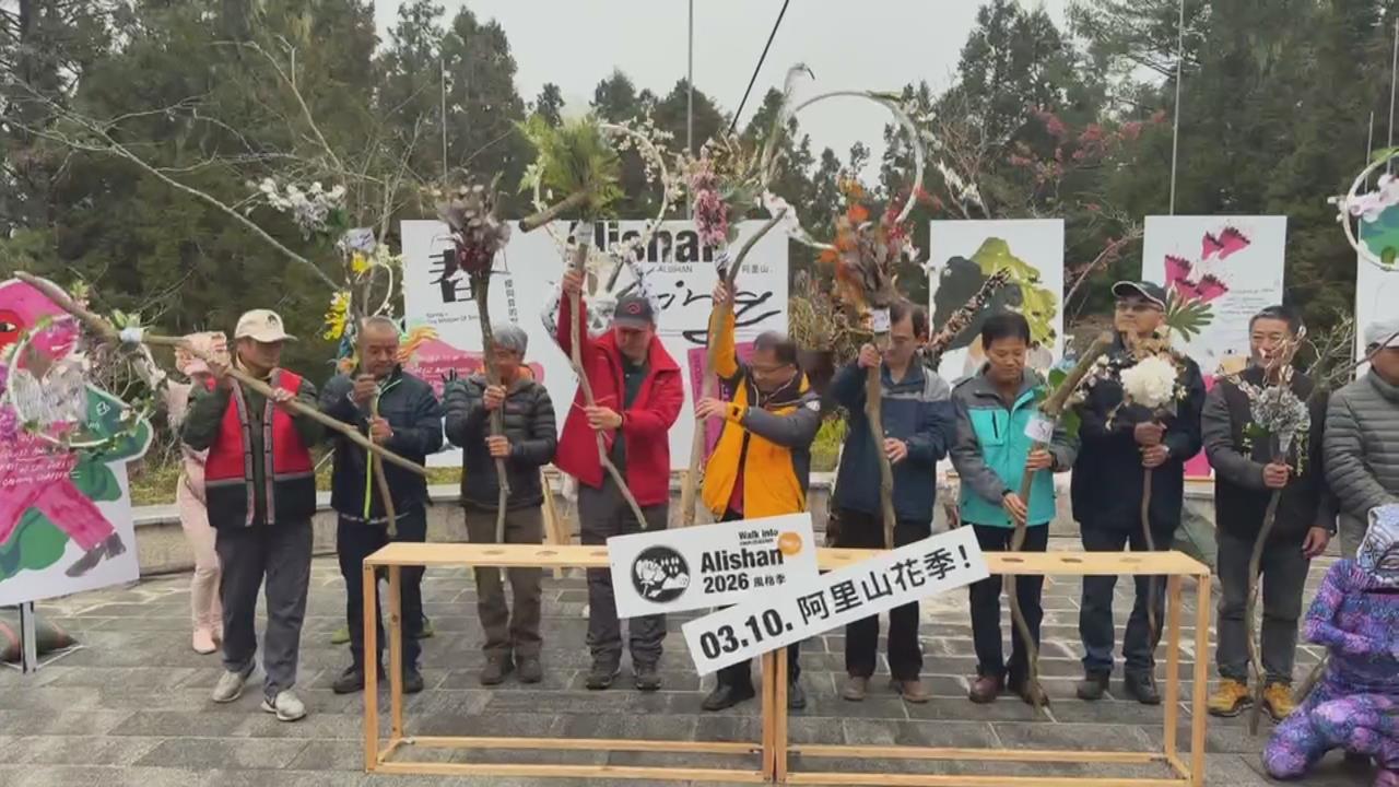 2026阿里山花季浪漫登場　31種櫻花品系已陸續綻放