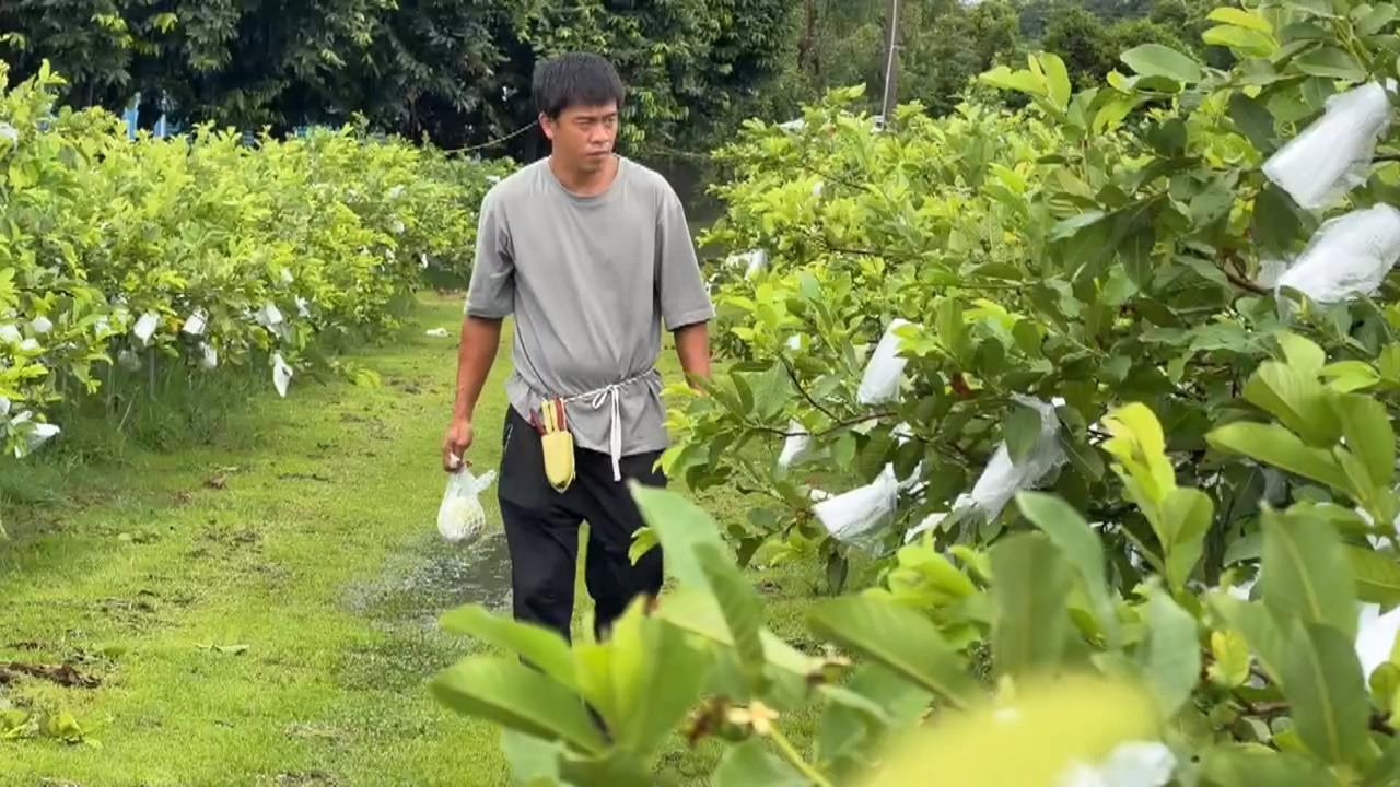連日大雨重創芭樂園　彰化社頭芭樂量減價漲