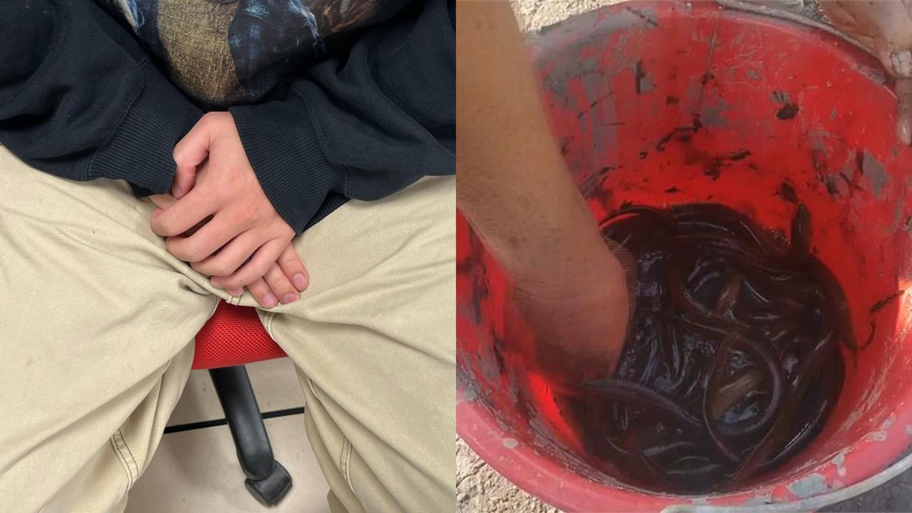 男遭30cm活黃鱔「鑽入後門」肚子硬爆險沒命!醫手術見1畫面傻眼:不是開玩笑