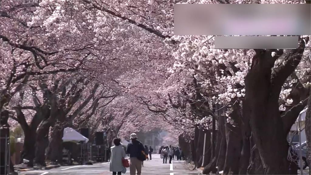受到日本暖春影響 民間氣象估東京櫻花3/19前後開花