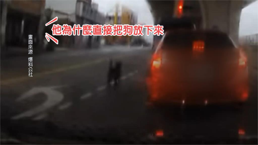 惡劣！開車丟包黑狗棄置路中　動保處最重罰飼主15萬