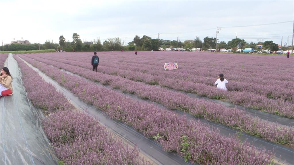 休假旅遊看這邊！楊梅「仙草花」花田好浪漫