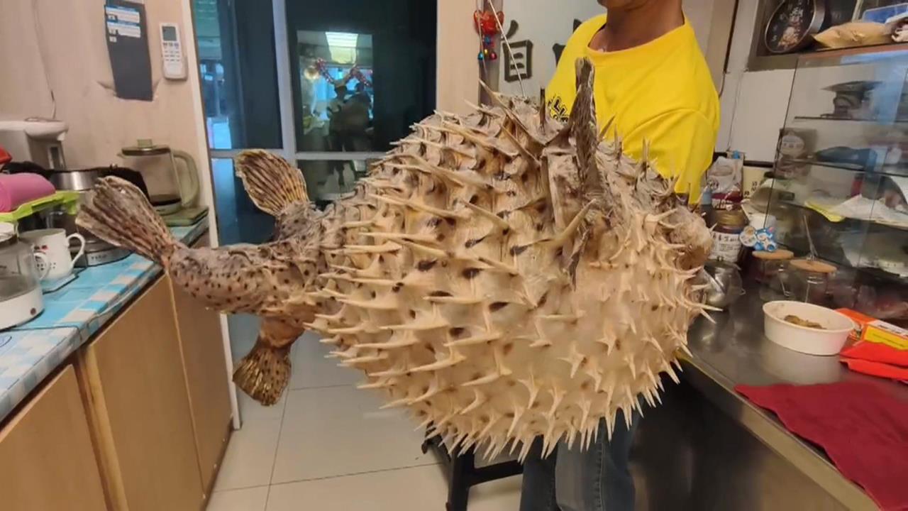 不是河豚就有「毒」！　澎湖特產"六斑點刺河豚"無毒又美味