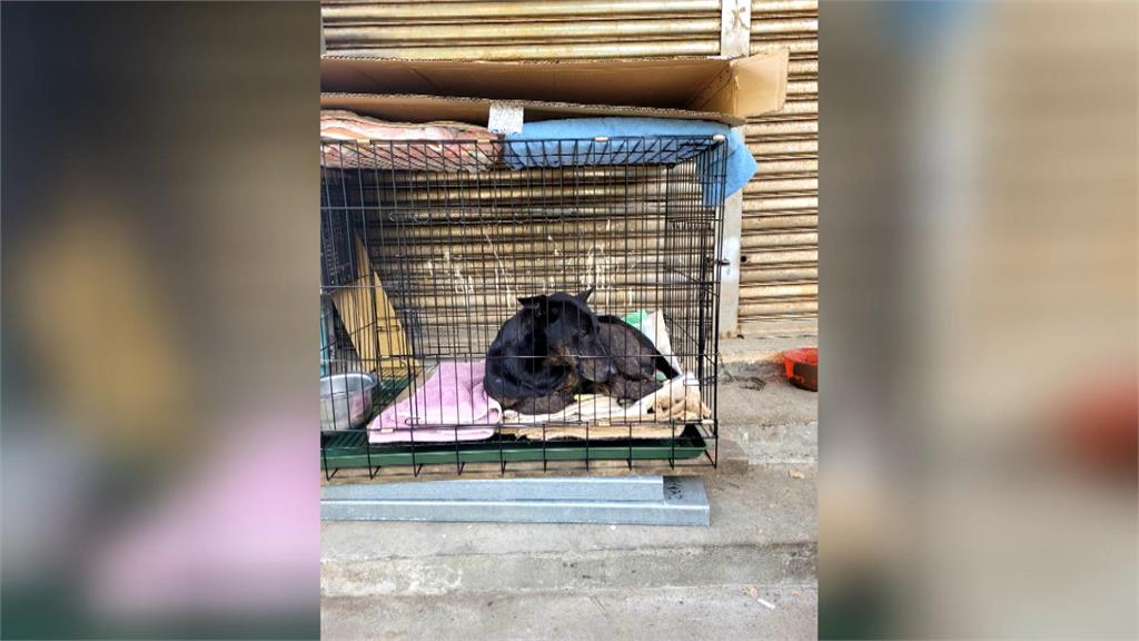 休旅車惡意輾狗還嗆流浪犬沒關係　肇逃駕駛到案竟稱不知有撞到狗
