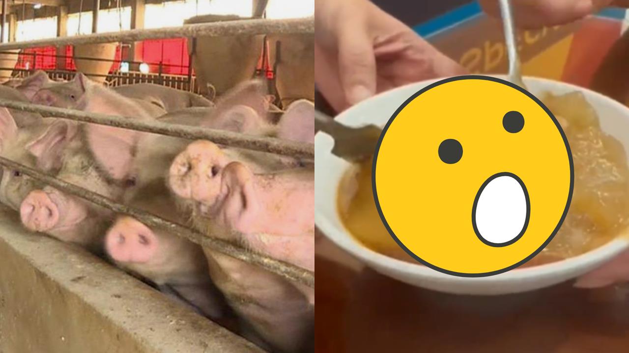 非洲豬瘟禁宰禁運「危機大鬼轉」!彰化老店推「雞肉肉圓」真實口感曝光