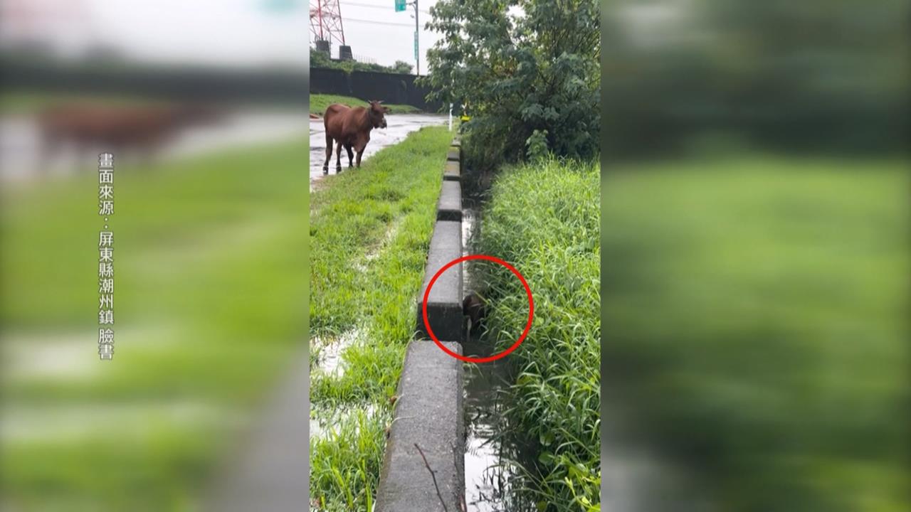 潮州牛寶不慎跌進排水溝　愛子心切！牛媽媽呼喊求救