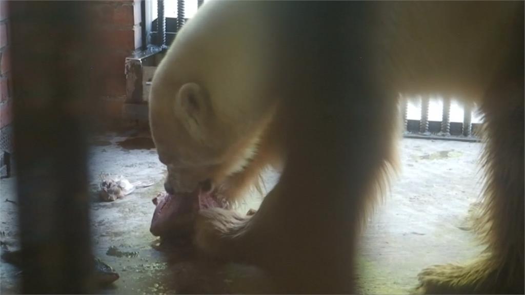 北極熊餓壞走數百公里到俄羅斯覓食 遭送動物園養胖 