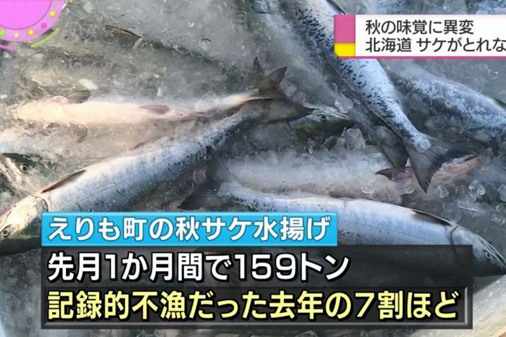 日本天候不佳  松茸、秋鮭產量大減