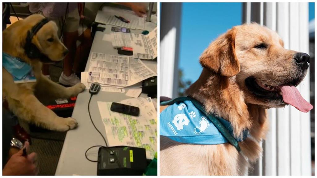 美式足球(影)/嘿嘿嘿!黃金獵犬成「狗主播」 戴耳麥大口呼氣萌樣全都錄
