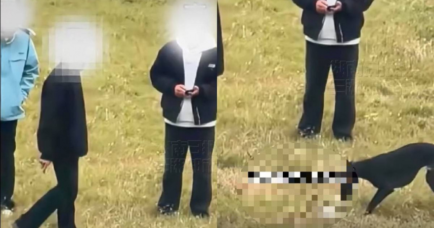 安徽3男「放任獵犬虐殺小貓」引眾怒　冷眼旁觀畫面曝