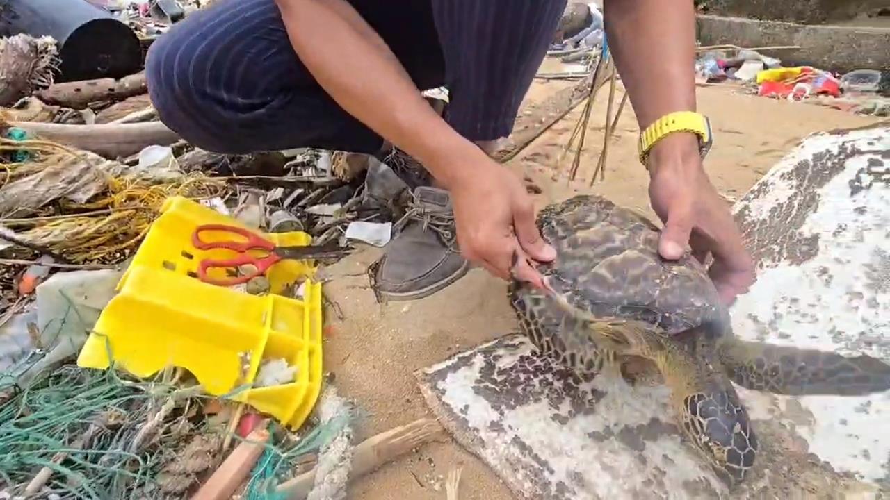 漁網纏繞玳瑁海龜打上岸　１死２傷送治療