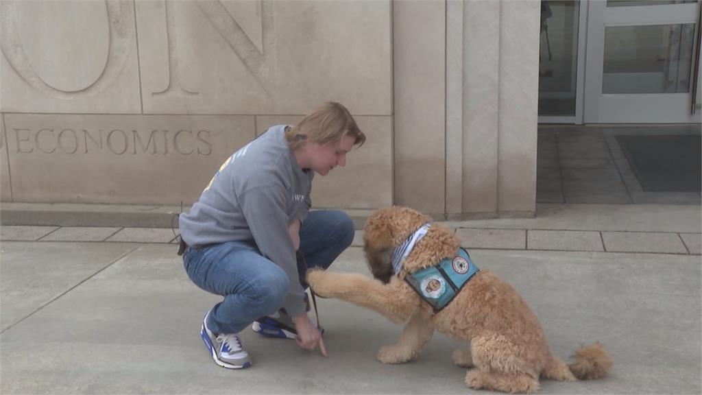 訓練服務犬還要兼顧課業　美國肯塔基大學學生：努力都值得