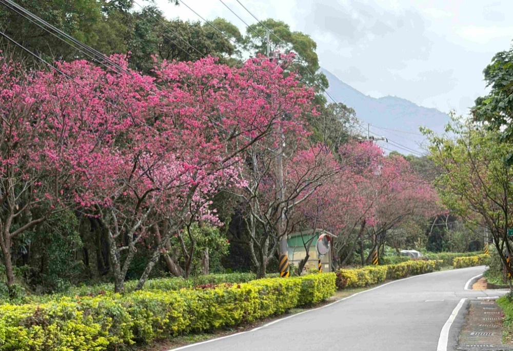 新北淡水三芝櫻花盛開　農業局邀請民眾走讀社區品嚐好物