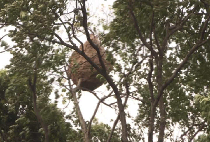11層樓高樹頂「超大虎頭蜂窩」 要摘除...得先引出上萬隻虎頭蜂出巢