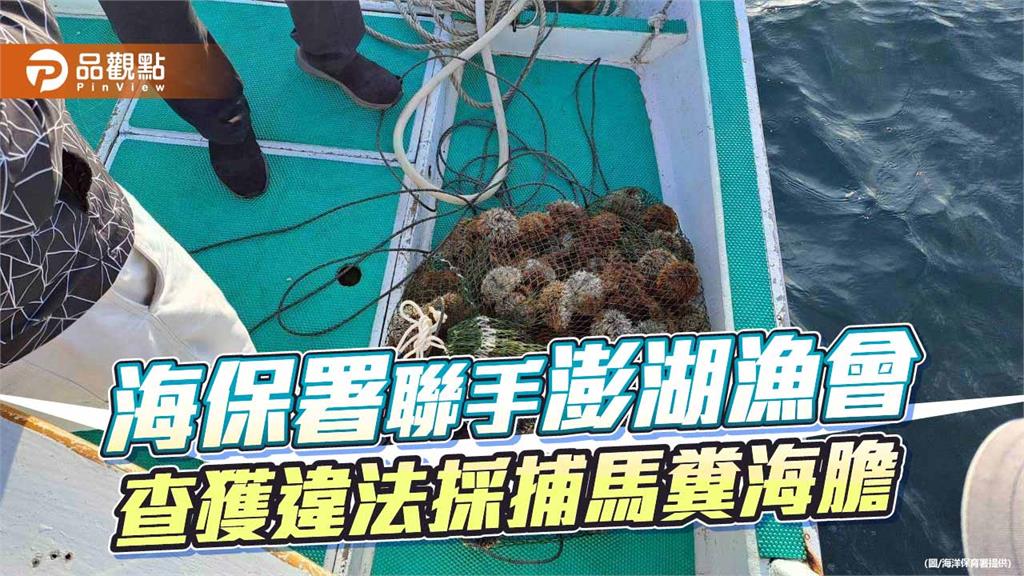 海空聯防奏效 澎湖查獲違法採捕154顆馬糞海膽