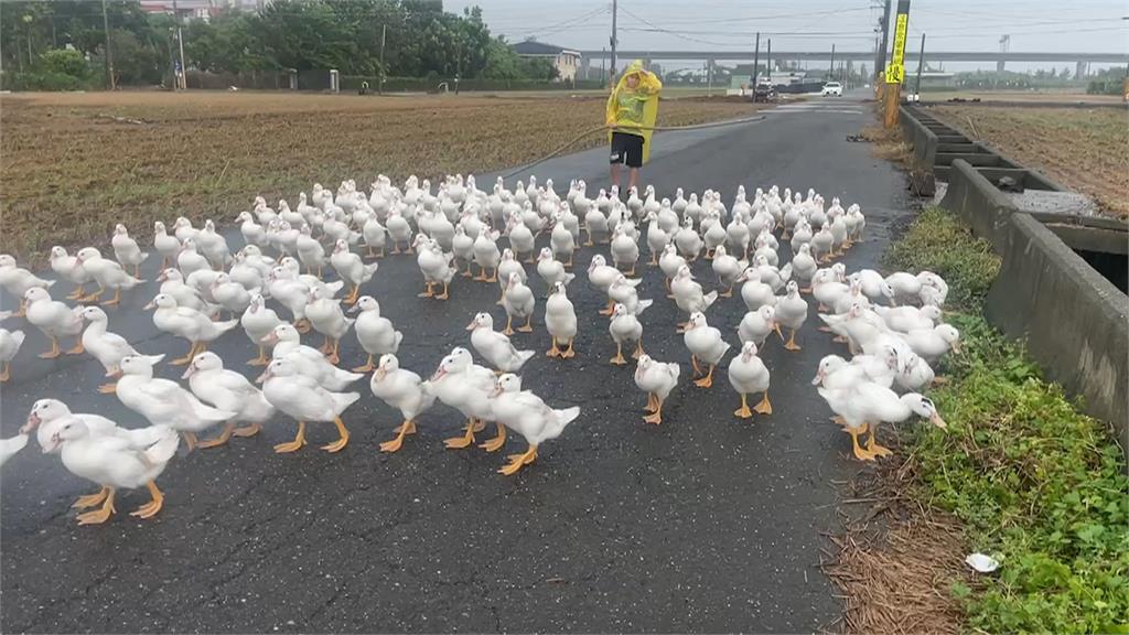 屏東萬丹養鴨場圍欄倒　菜鴨衝馬路大逃亡癱瘓交通