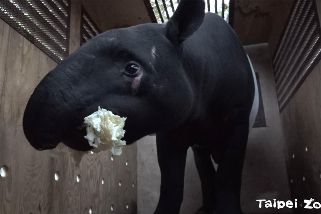 快新聞／台北市立動物園馬來貘「貘豆」　移民日本「同居櫻花妹」展開新生活