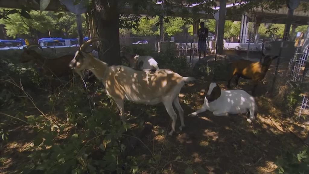疫情找嘸人！ 曼哈頓公園竟找山羊來除草