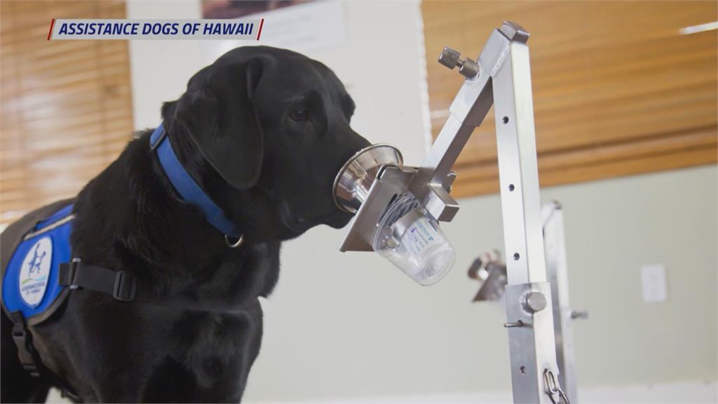 夏威夷訓練狗鼻聞病毒 可望成對抗武肺戰力