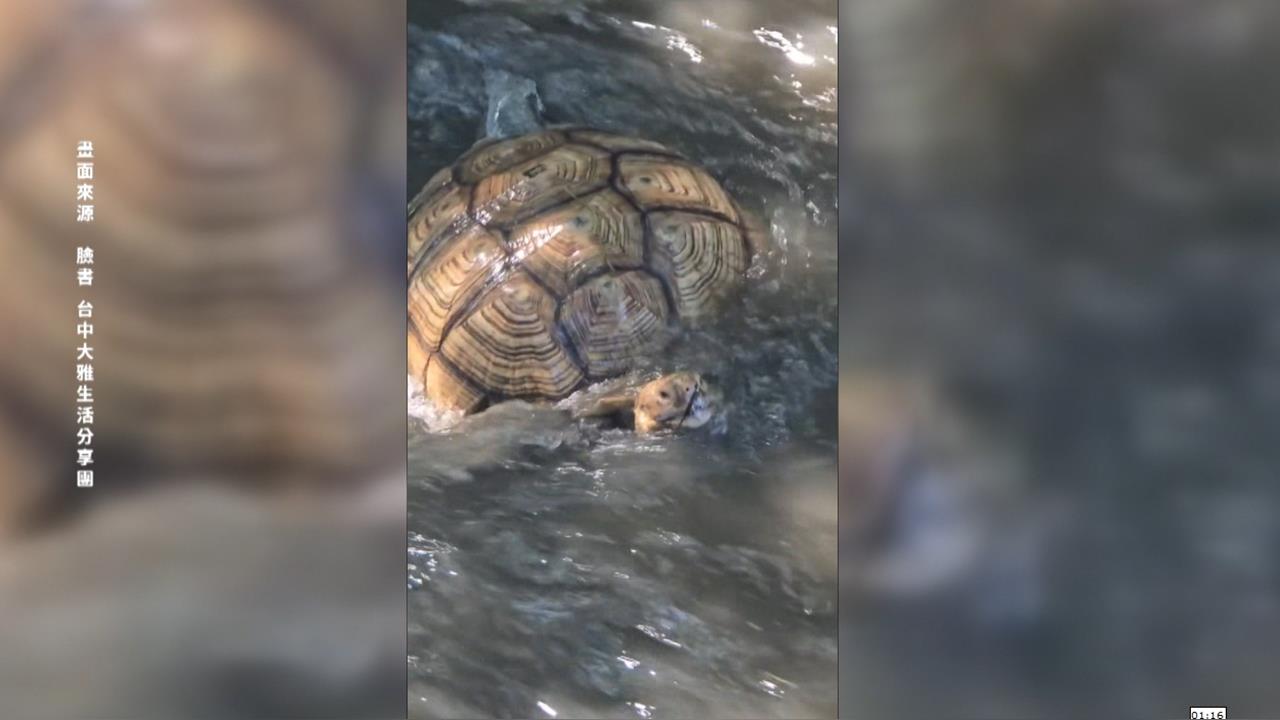 四腳朝天險滅頂　蘇卡達象龜落難水溝載浮載沉