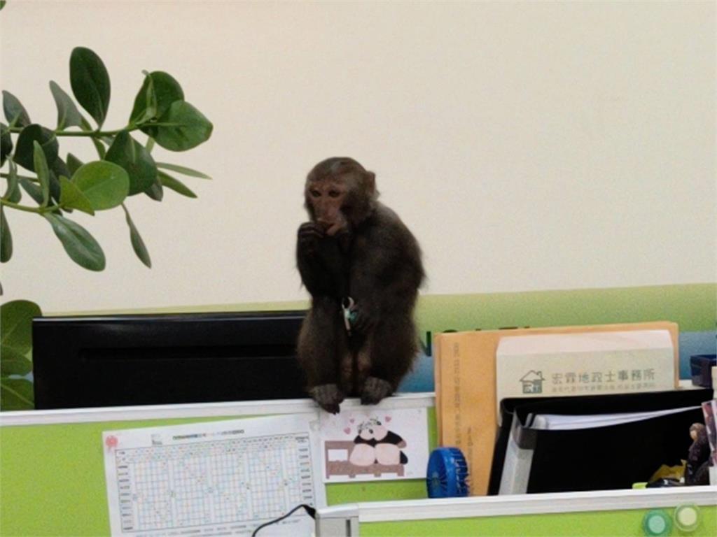 辦公室打卡上班？台灣獼猴趴趴走　桃園農業局已捕獲