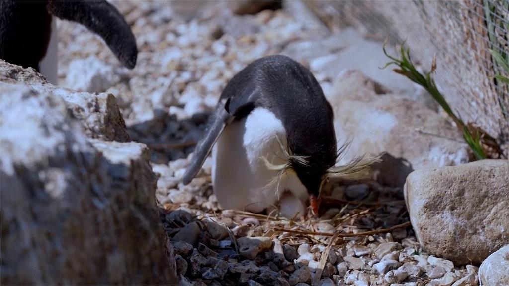 英國動物園成功孵育瀕危「北跳岩企鵝」　2週大雛鳥成長中