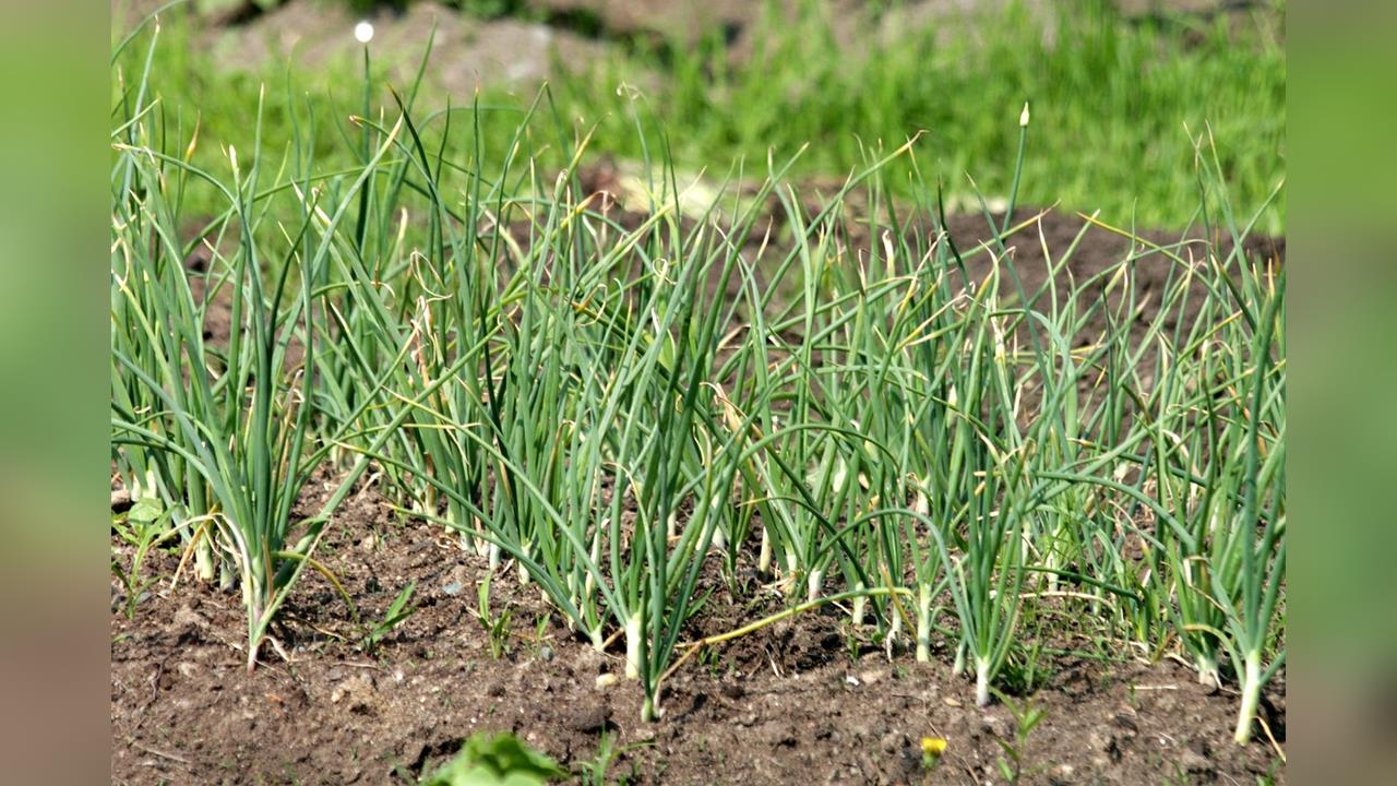 快新聞/3姊妹吃不明野菜後頭暈送醫 疑為「抗乙醯膽鹼中毒」