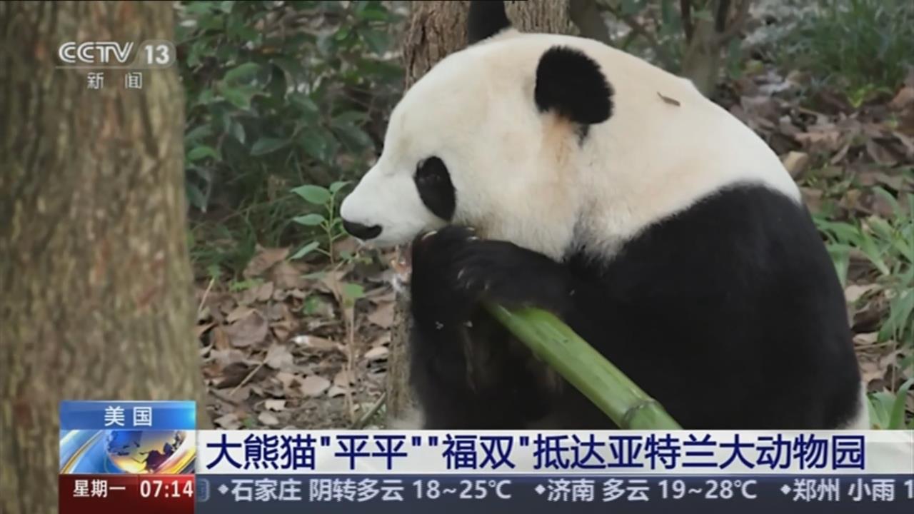 川習會結束！中國兩貓熊抵美　外媒：貓熊外交影響大不如前