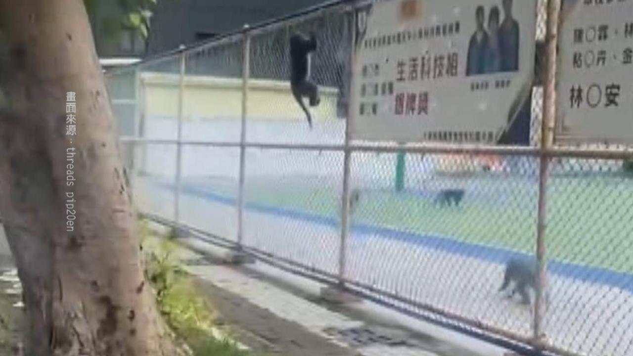 猴群闖入校園小學生超興奮　校方不敢大意宣導防範搶食