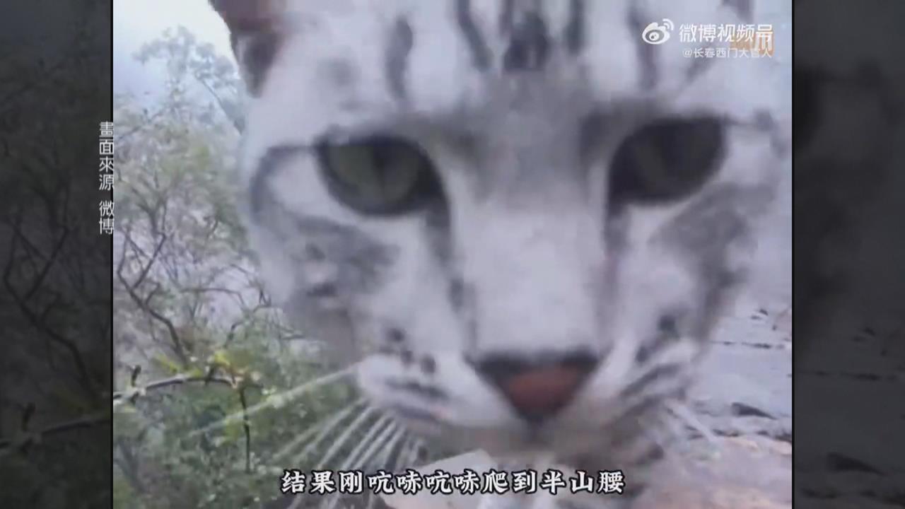 中國河南絕望坡家貓　常遭山友誤認成浪貓帶下山