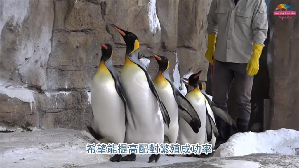 國王企鵝每日「晨走特訓」助繁殖！園方特製腳套護腳掌