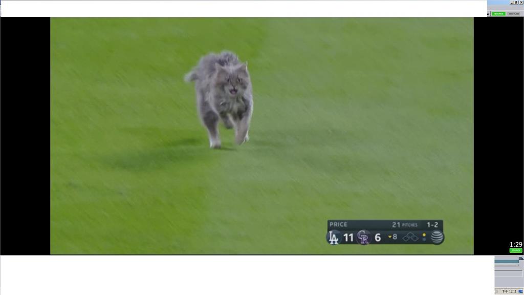 MLB球場貓咪亂入 滿場飛奔引騷動