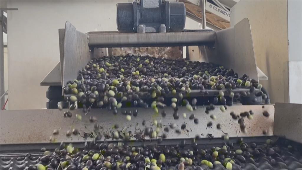 極端氣候影響！　義大利橄欖產量大減80%