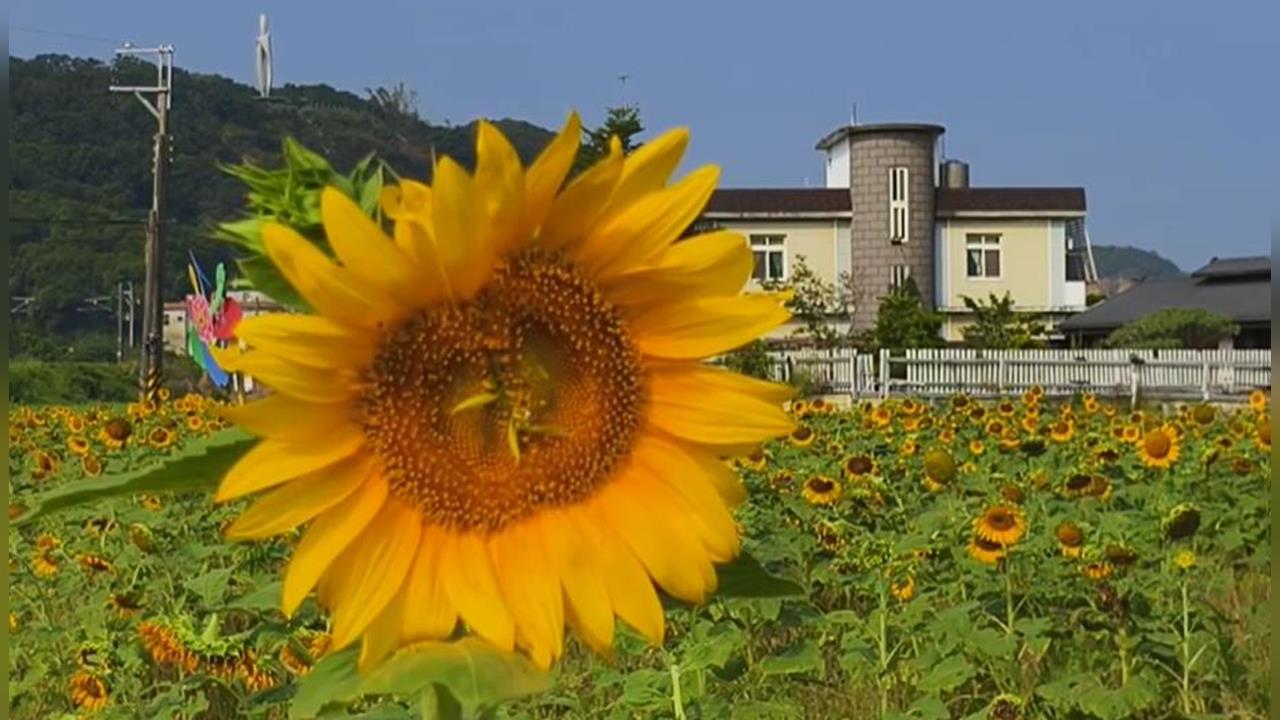 造橋向日葵花海搭配歐風小屋！　與火車共演最浪漫畫面