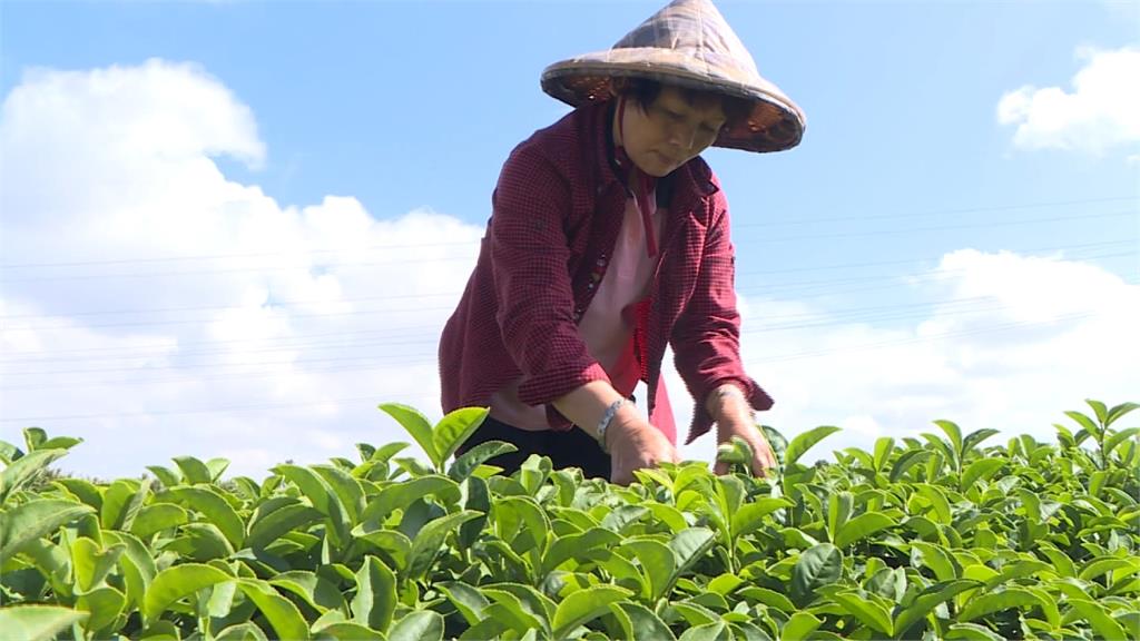 企業支持產業！農糧署找連鎖手搖飲業者收購滯銷茶葉 助茶農度難關