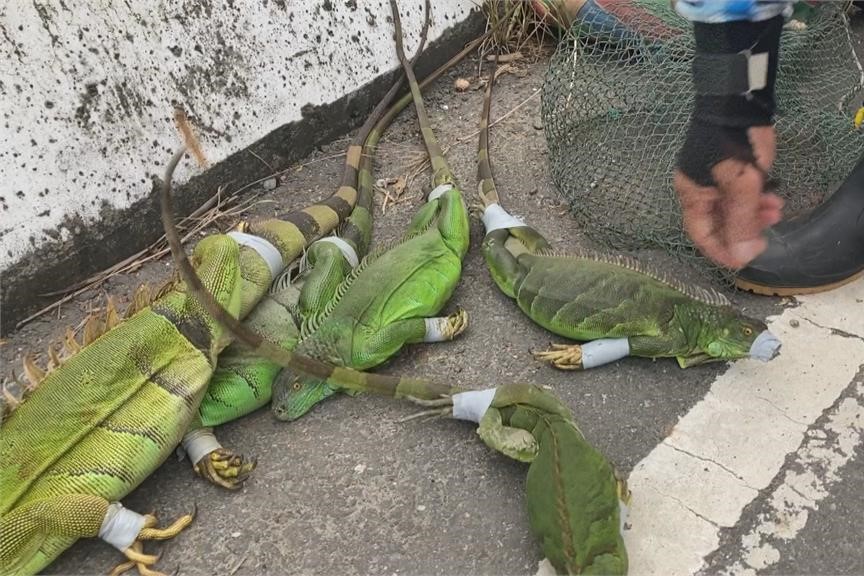 快新聞／中央地方不同調？　台南農業局發函「無許可禁抓綠鬣蜥」網全傻眼