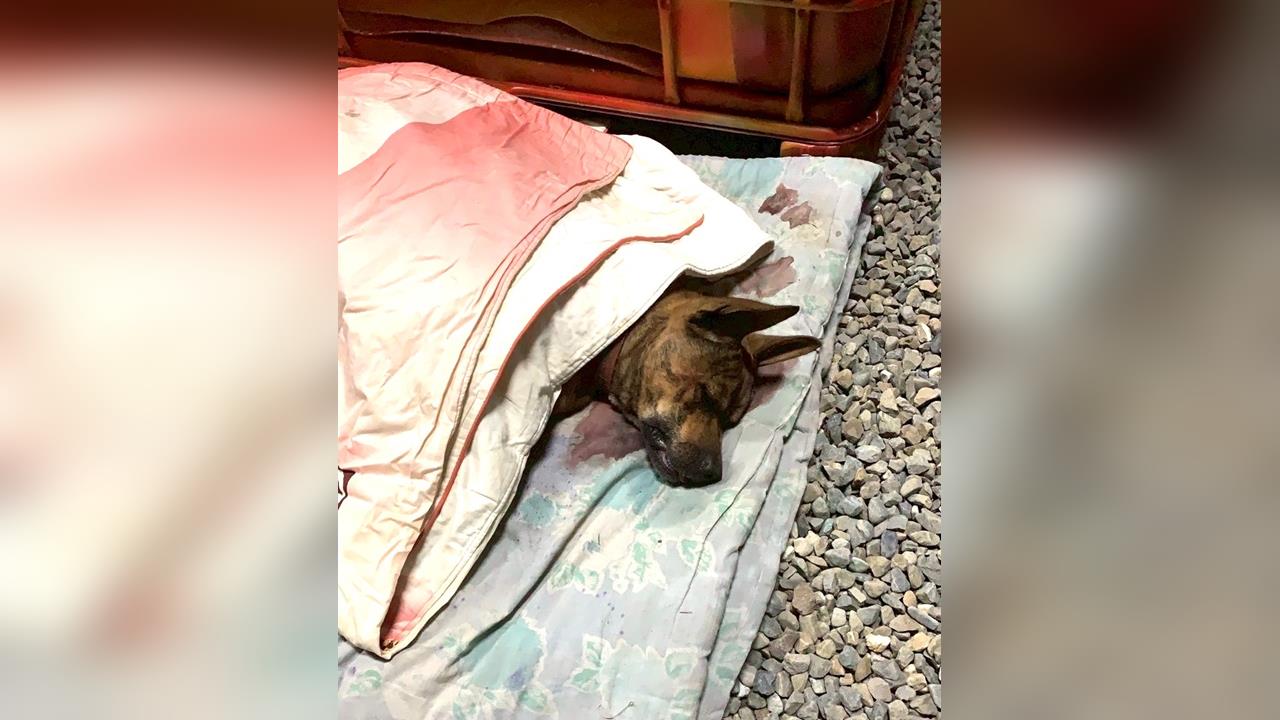快新聞／鄉下放養沒關係？果園大型犬咬死寵物犬　飼主遭重罰5.3萬