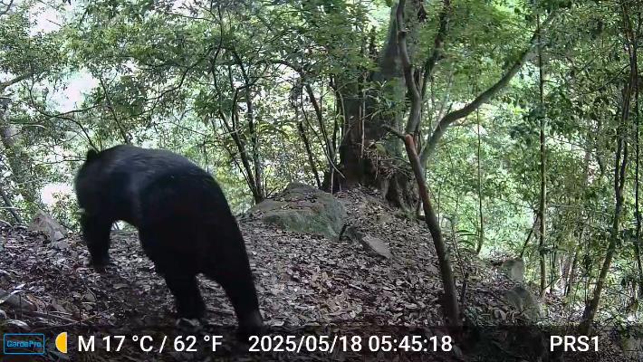 快新聞／萌樣曝光！黑熊現身台中部落　林業署籲進山區「攜帶熊鈴」