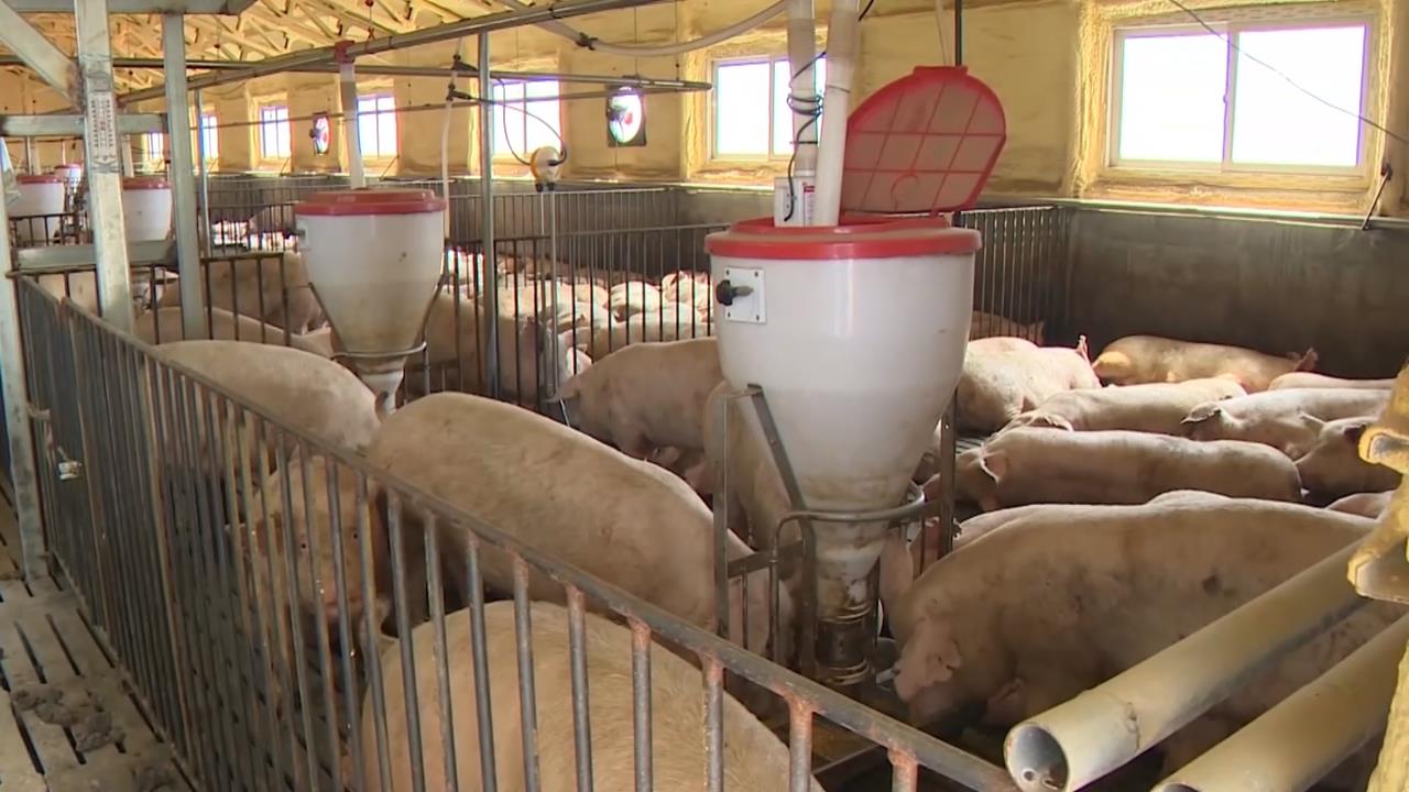 南韓再爆非洲豬瘟！　防疫警報升至「最高等級」全國禁運48小時