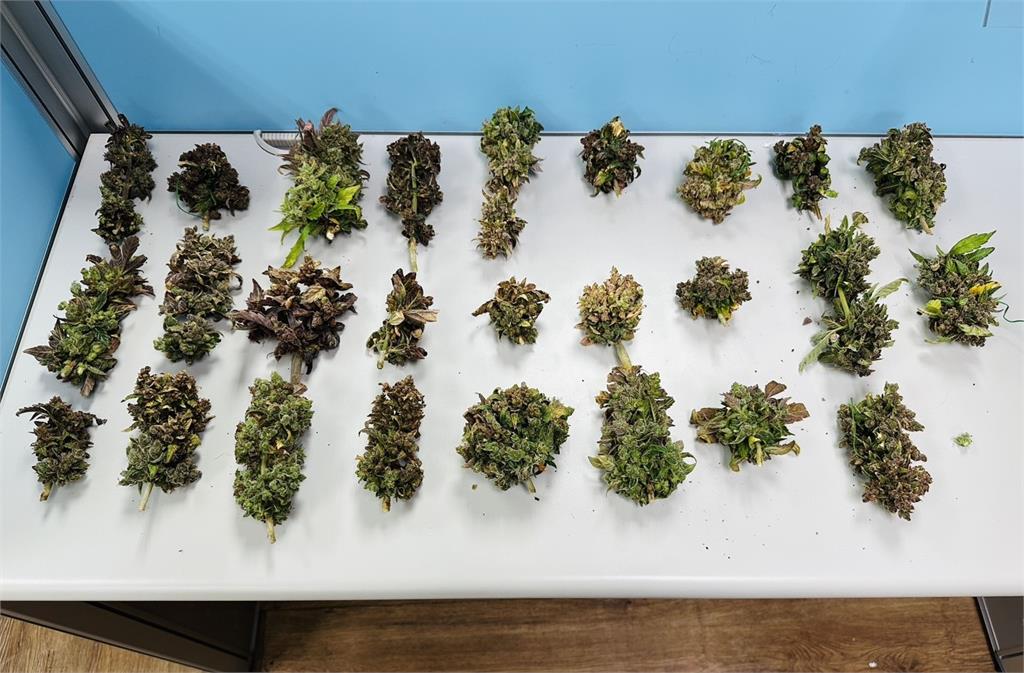 新莊公寓成毒品工廠　警方查獲３０株大麻２男送辦