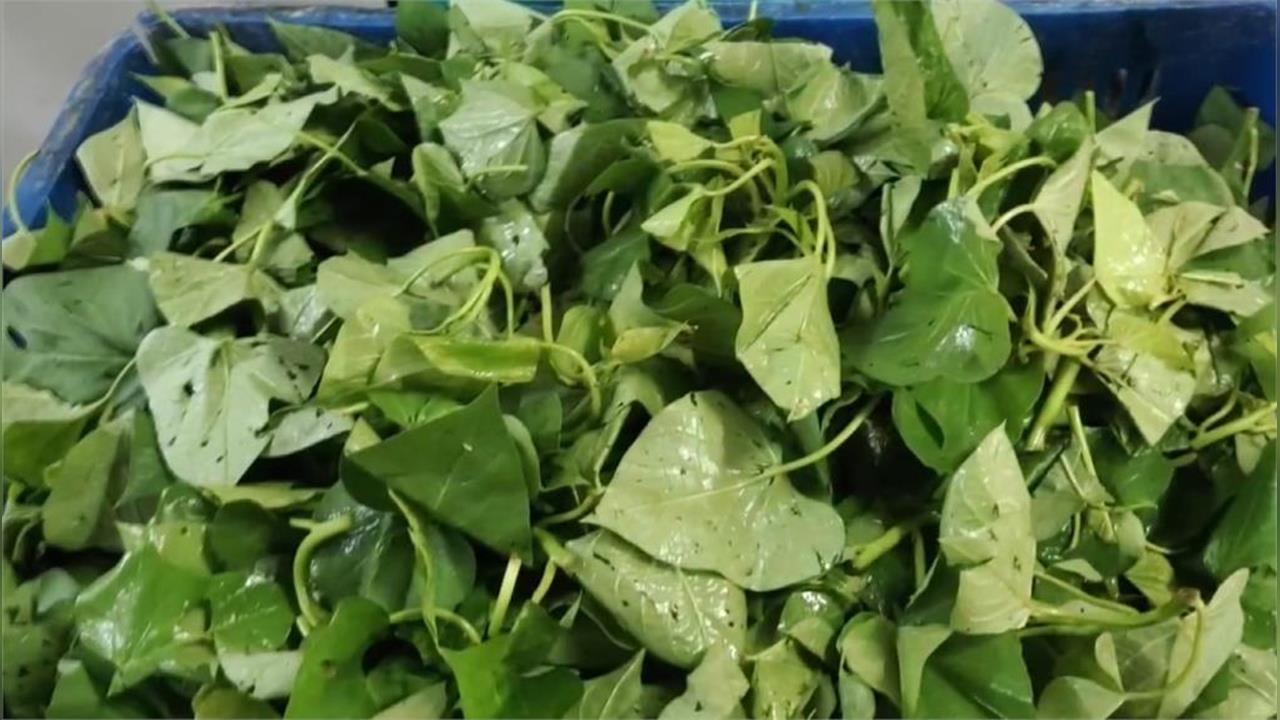 一票人錯了!地瓜葉「煮or炒」營養差超大…專家揭8字正解:把握這原則