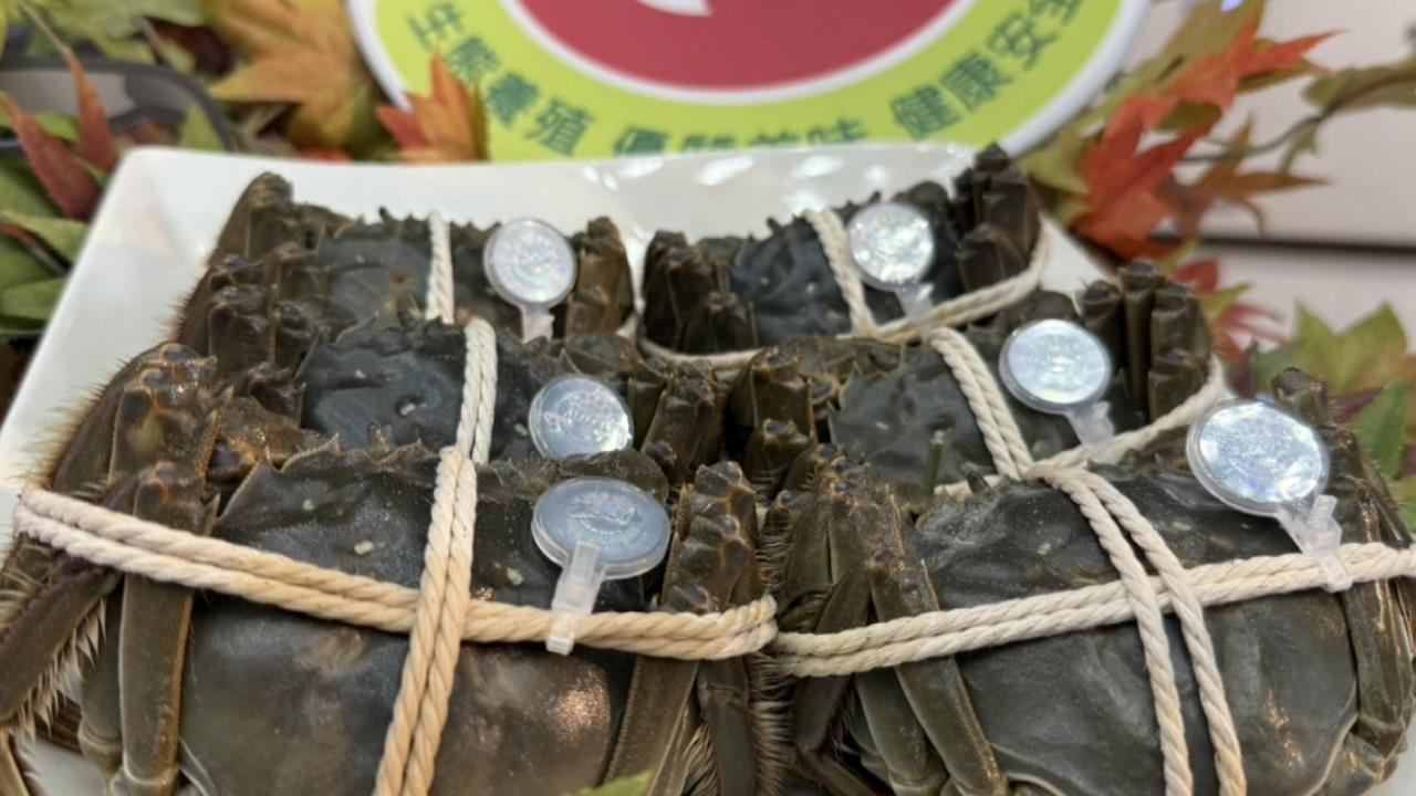 秋蟹來了！　苗栗大閘蟹上市　掃QR　Code　可溯源