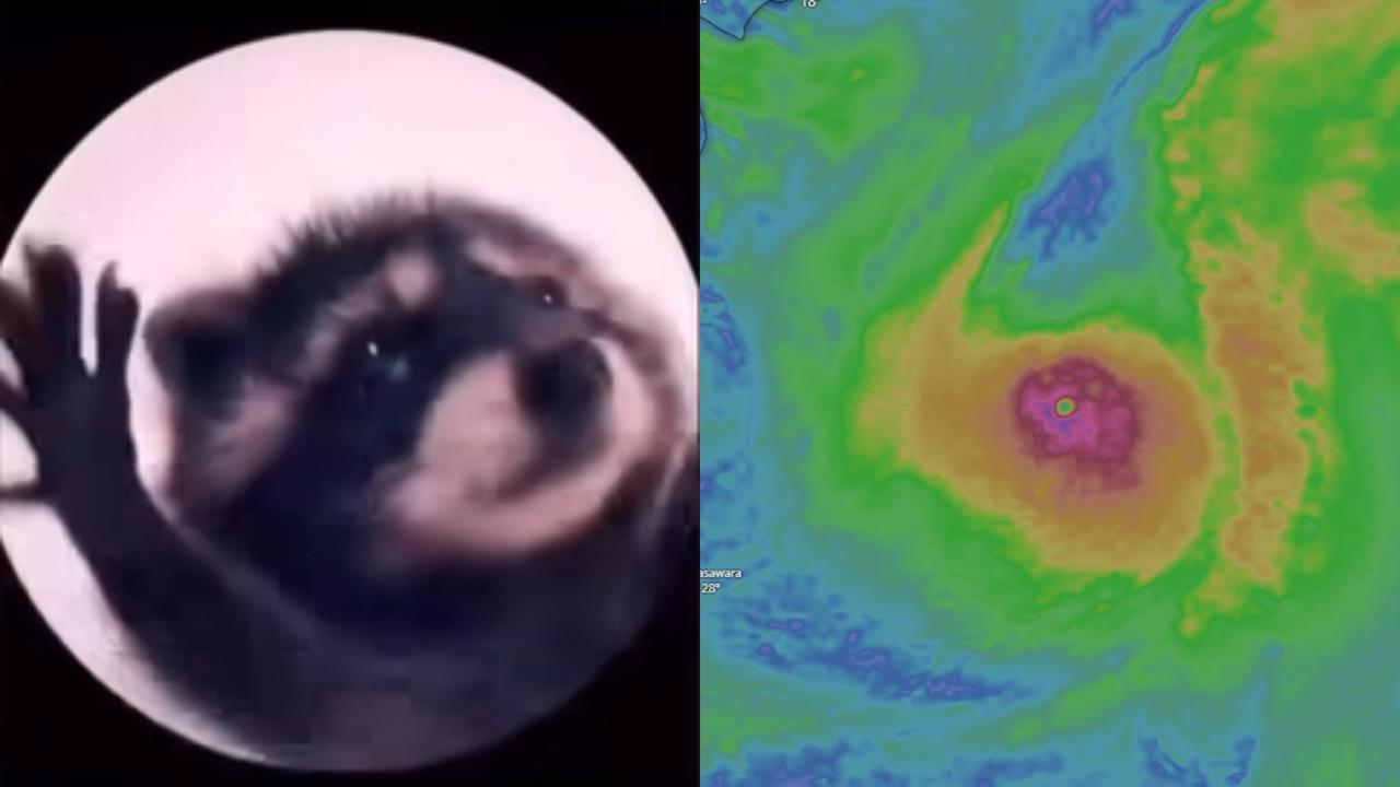 和樺加沙同天轉強颱！「浣熊颱風」還在海上亂竄　粉專搬迷因笑翻：無害小浣熊