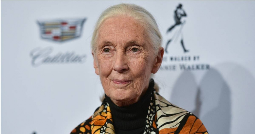 傳奇動物學家珍古德辭世！享耆壽91歲