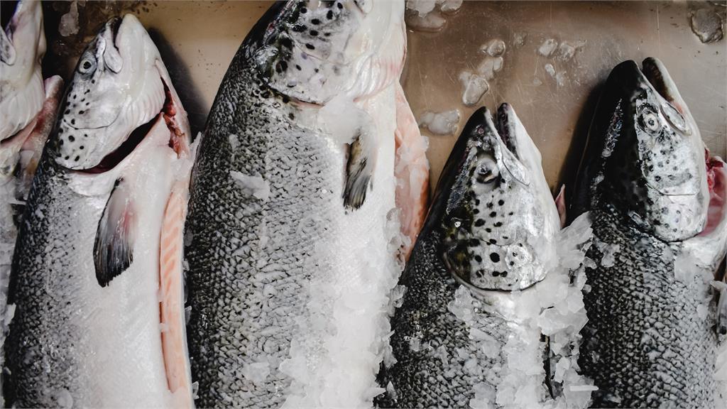 北海道鮭魚瘋狂洄游「50萬隻擠爆河川」震撼影片曝　專家驚：很罕見