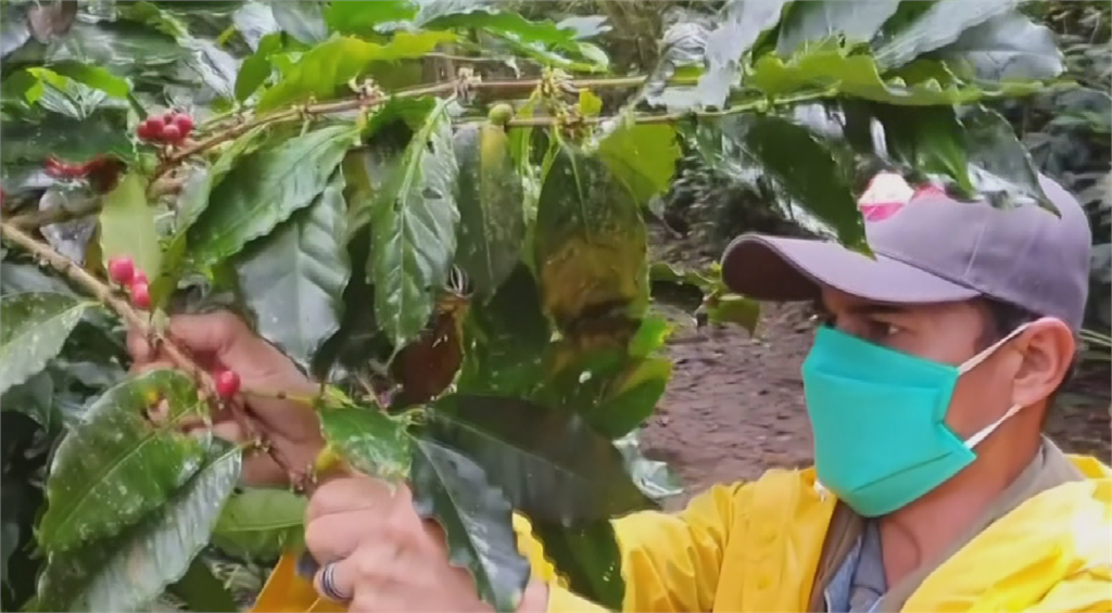 人力缺乏加蠹蟲盛行 哥倫比亞咖啡產量受影響