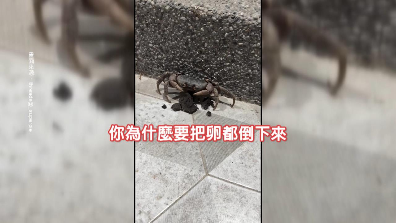 陸蟹"上門棄卵"落跑 屋主錯愕助孵化放回大海