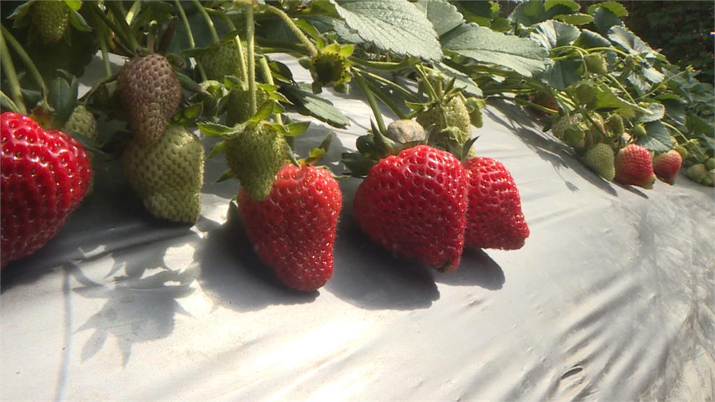 破除迷思！苗栗大湖草莓絕對安全　用藥、定期抽檢符合規範
